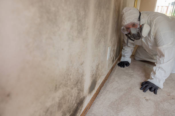 Best Attic Mold Removal  in Gueydan, LA